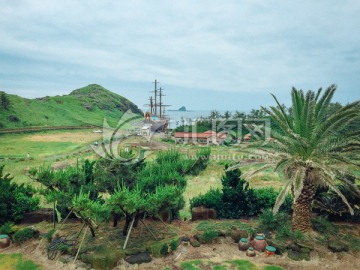 济州岛深林植被