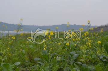 油菜花 高原油菜花