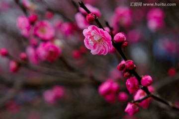 梅花 花卉 花朵 枝条 开放