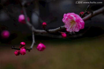 梅花 花卉 花朵 枝条 开放