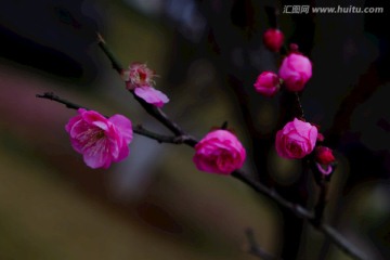 梅花 花卉 花朵 枝条 开放