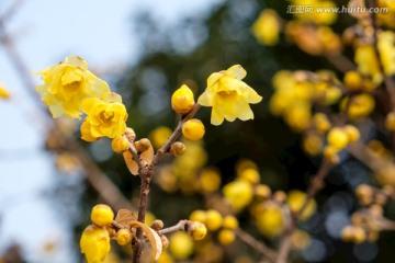 梅花