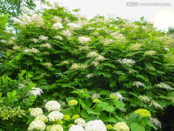 植物 花卉 花草