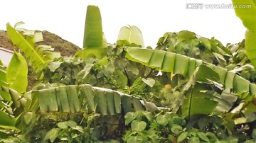 绿植物 绿叶 芭蕉叶 芭蕉树