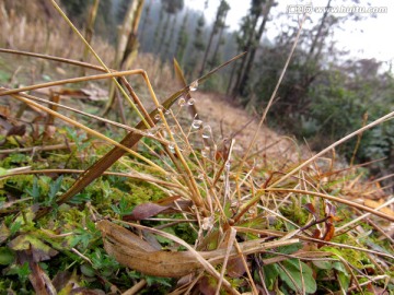 野草露珠