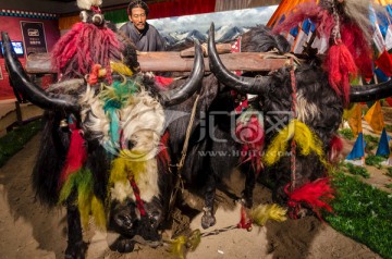 藏区二牛抬杠耕作 西藏农民