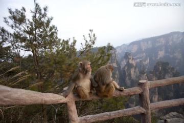 张家界 武陵源 著名景点 猴子