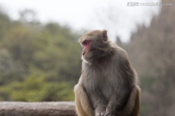 张家界 武陵源 著名景点 猴子