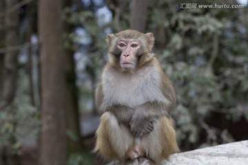 张家界 武陵源 著名景点 猴子