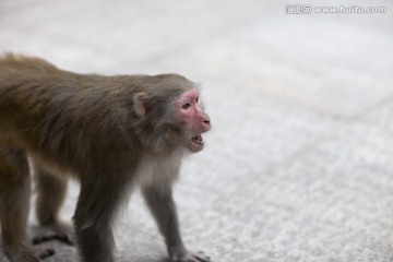 张家界 武陵源 著名景点 猴子