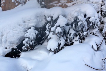 林海雪原 雪乡 树木