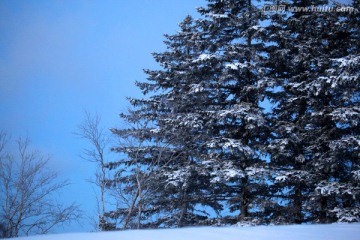 林海雪原 雪乡 白雪 冬天 山