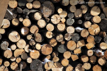 烧柴 木材 木材横截面 木材横