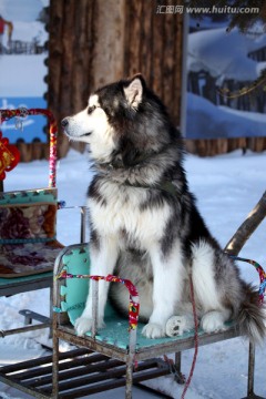雪橇犬 狗 宠物 动物 户外