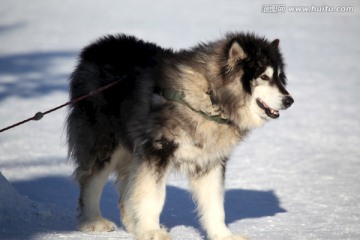 雪橇犬 狗