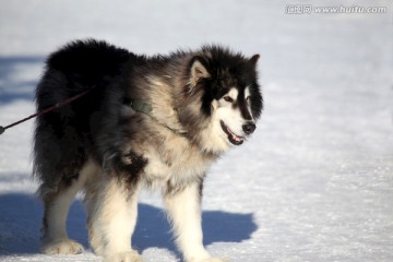 雪橇犬 狗 宠物 哈士奇