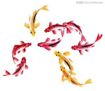 九魚(yú)圖