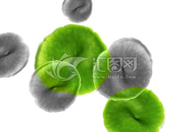 水墨荷葉 合層
