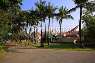 南国风光 园林景观 棕榈树
