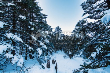 轿子雪山林海雪原风光