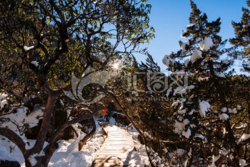 轿子雪山杜鹃林栈道风光