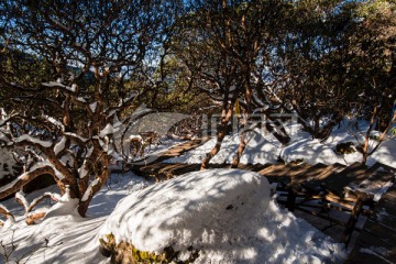 轿子雪山高山杜鹃林风光