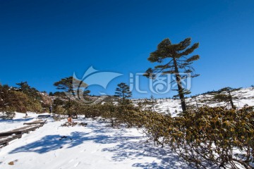 高山杜鹃和冷杉林