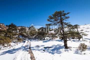 高山杜鹃和冷杉林