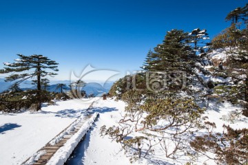 高山杜鹃和冷杉林