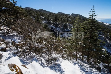 雪地冷杉林