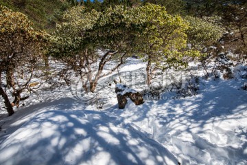 雪地高山杜鹃林