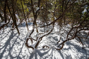 雪地高山杜鹃林