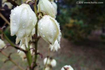 雨露