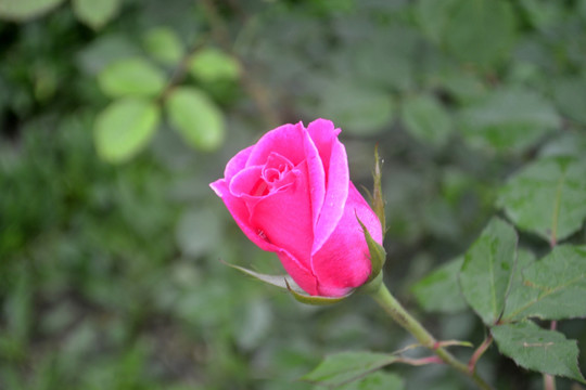 月季鮮花