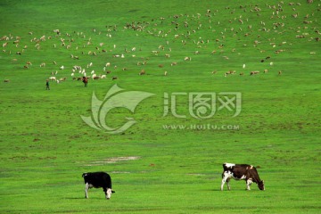 草原牧场奶牛