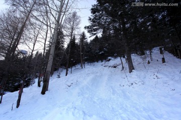 林海雪原 雪乡 山 松树 松林