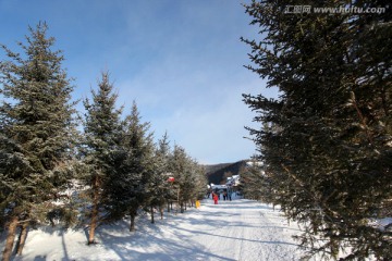 林海雪原 雪乡 山 松树 松林