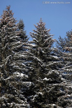 林海雪原 雪乡