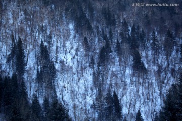 林海雪原 雪乡