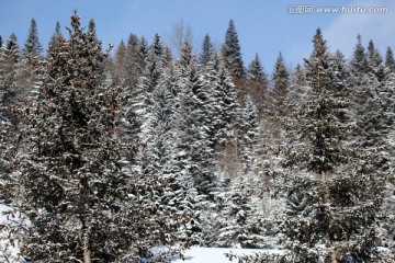 林海雪原 雪乡 山 松树 松林