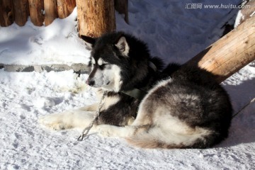 雪橇犬 狗 宠物 哈士奇 名犬