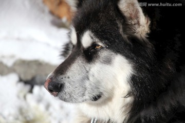 雪橇犬 狗 宠物 哈士奇 名犬