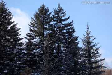 林海雪原 雪乡 山 松树 松林