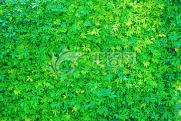 花墙 绿色植物墙
