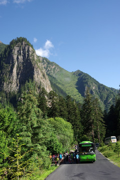 九寨沟高山森林植被