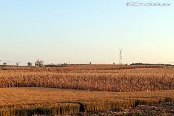 希望的田野 丰收的田野