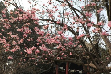 武侯祠 旱莲 武侯墓 汉中市花