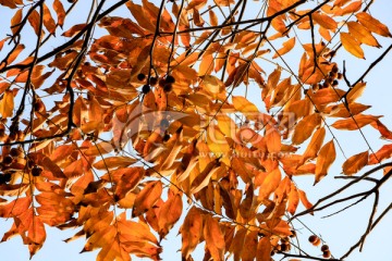 橙色树叶背景 黄叶 冬天 树