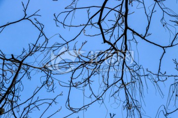 冬季树枝条 树枝树木 树干天空