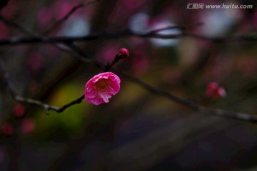 梅花 花卉 花朵 枝条 开放